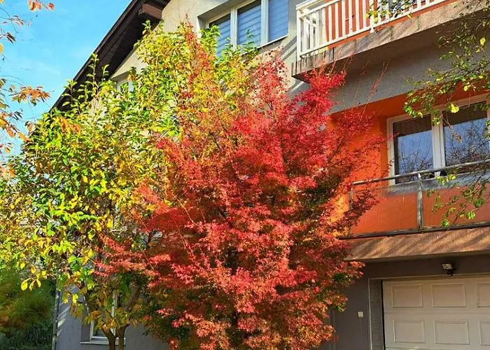 Bosnian & Vila Hadžići